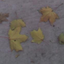 Leaves