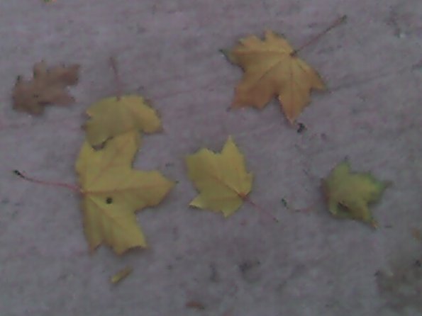 Leaves