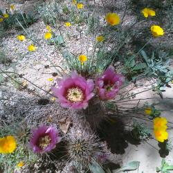Cactus Flowers