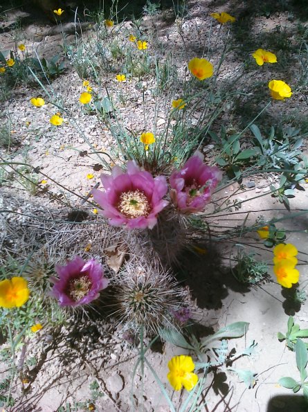 Cactus Flowers