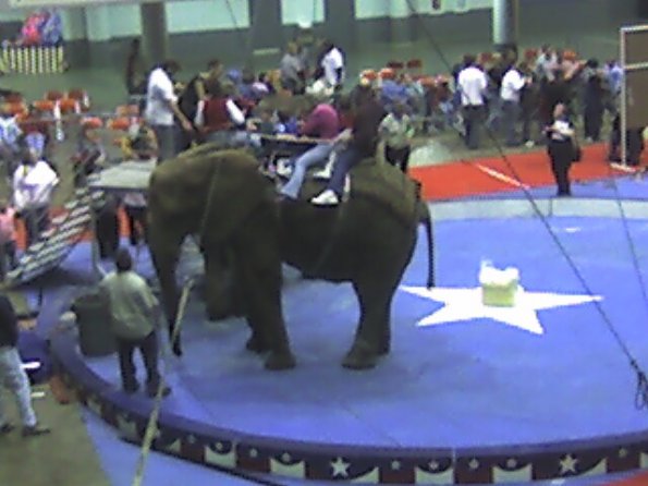 Elephant