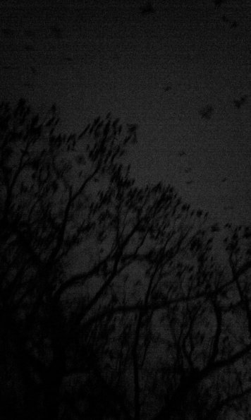 Birds in Tree