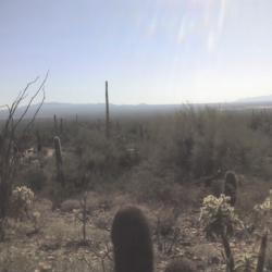 Desert Museum