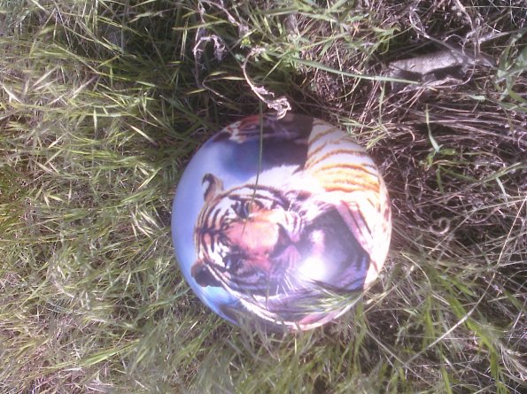 Tiger Ball