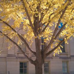 Stinky (yellow) Tree