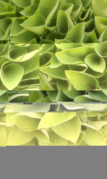 Green Swirl