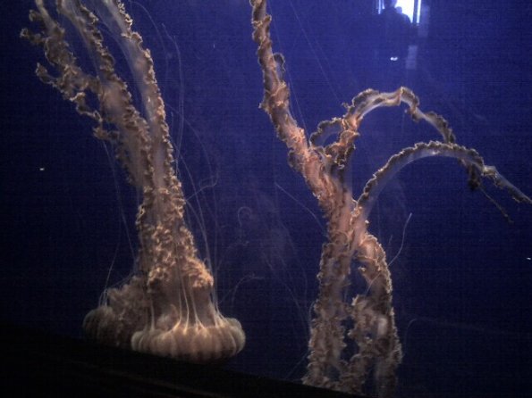 Jellyfish at Monterey Aquarium