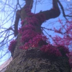Pink Flowers