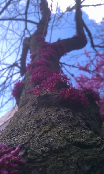 Pink Flowers