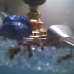 My new pets