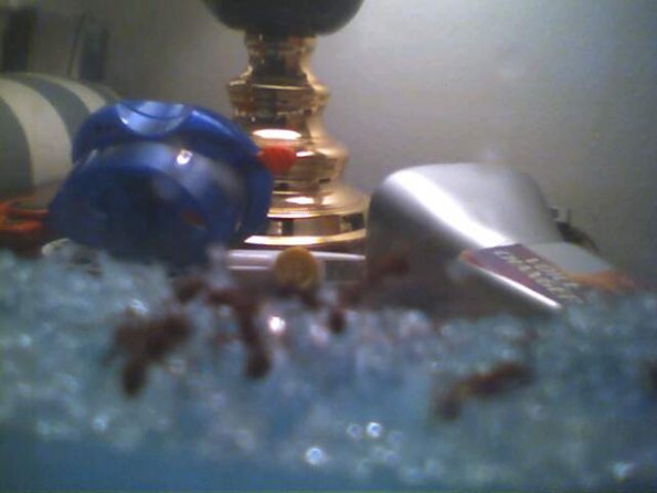 My new pets