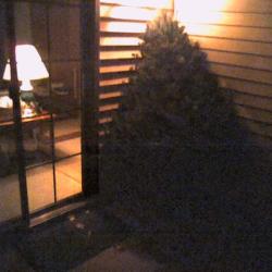 My tree has arrived.