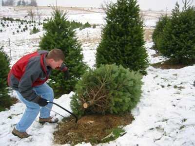 Timber!