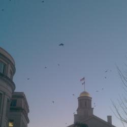 the birds are calling his name thought caw