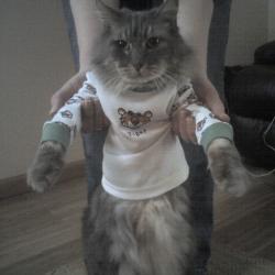 Kitty Shirt