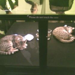 cloned kittens