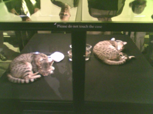 cloned kittens